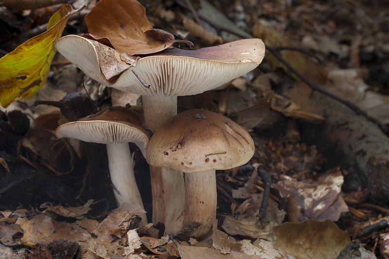 Tricholoma ustale